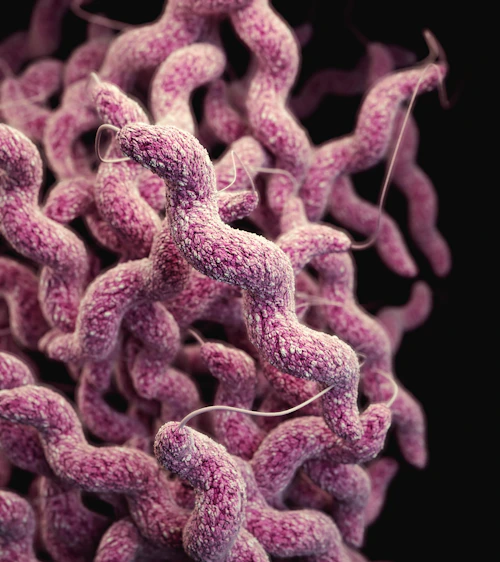 Campylobacter sp. — causes campylobacteriosis