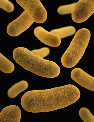 Beneficial bacteria strain, microscopy-style illustration