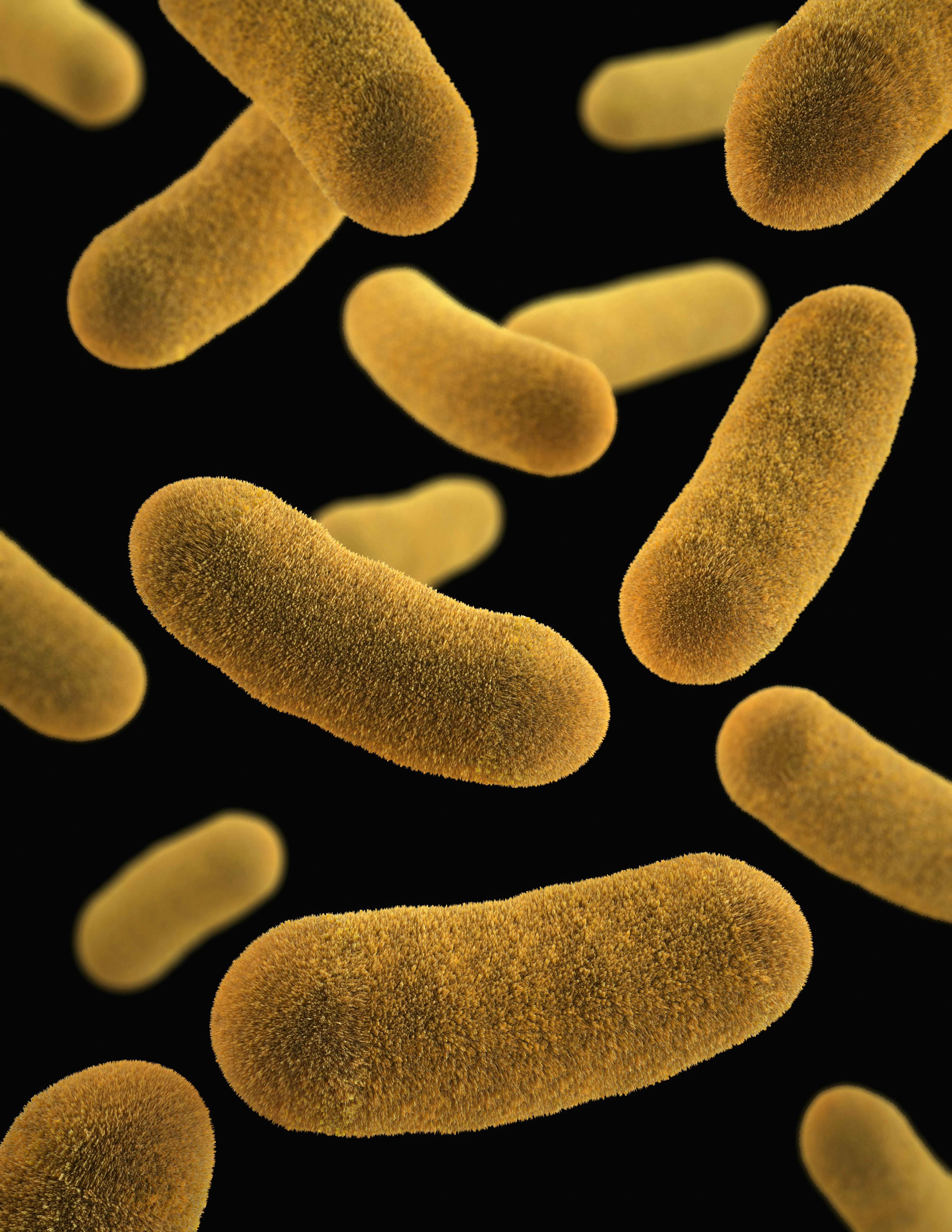 Rebuilding Gut Bacteria After High Oxalate Intake: 6 Proven Steps
