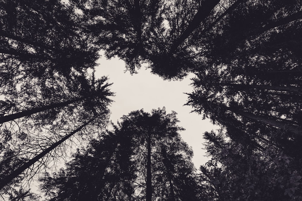 a group of tall trees standing next to each other