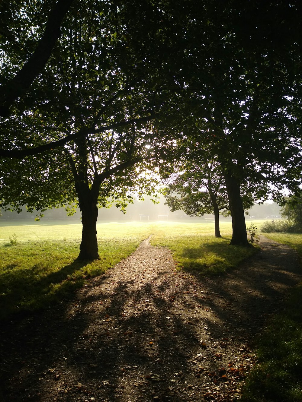 Die Sonne scheint durch die Bäume auf einem Feldweg