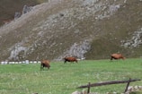 Three brown cows graze on a lush green pasture at the base of a large rocky hill. The hillside is covered with sparse vegetation and jagged rock formations. In the background, there are small white markers positioned in a row along the field. A rustic wooden fence is also visible.