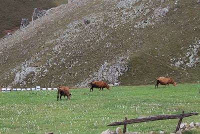 Three brown cows graze on a lush green pasture at the base of a large rocky hill. The hillside is covered with sparse vegetation and jagged rock formations. In the background, there are small white markers positioned in a row along the field. A rustic wooden fence is also visible.