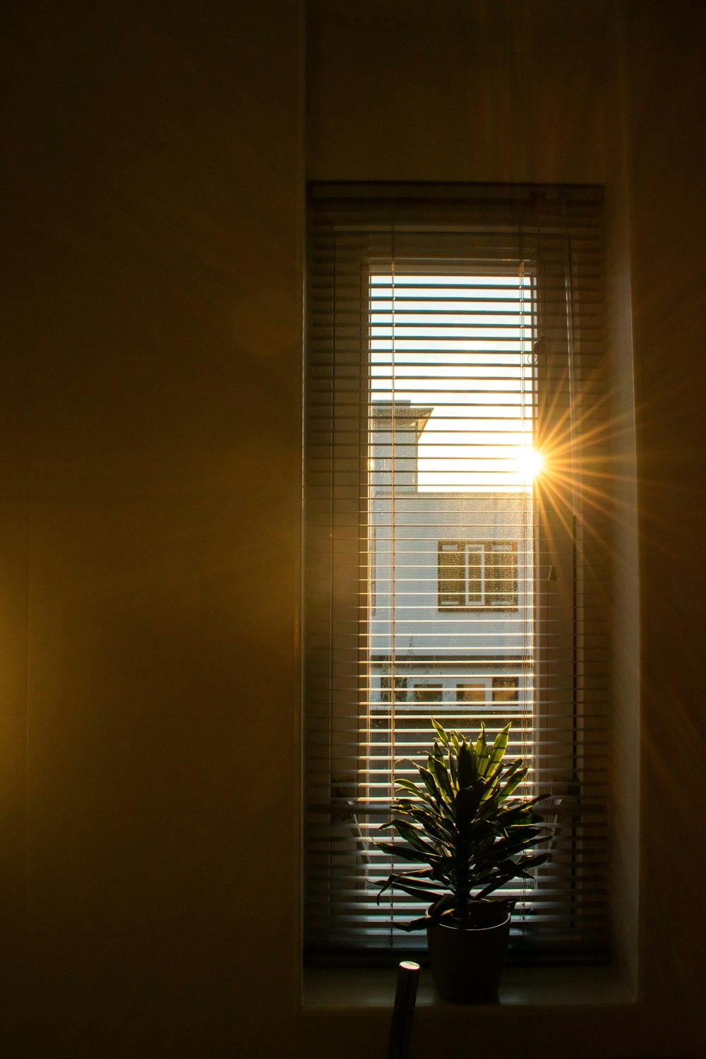 o sol brilhando através de uma janela com um vaso de plantas na frente dele