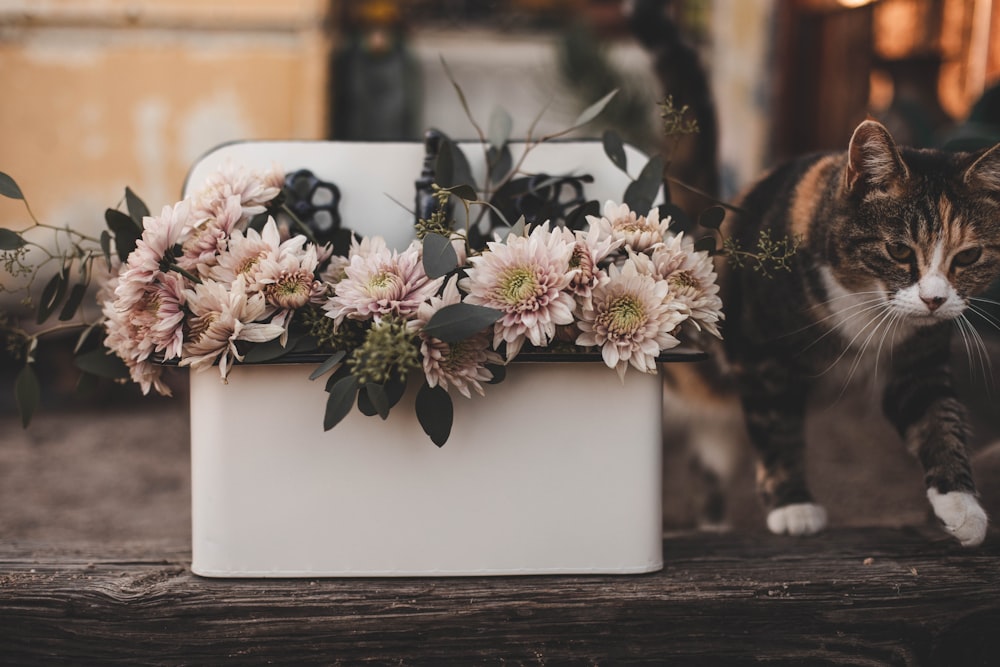 um gato em pé ao lado de uma caixa com flores nela