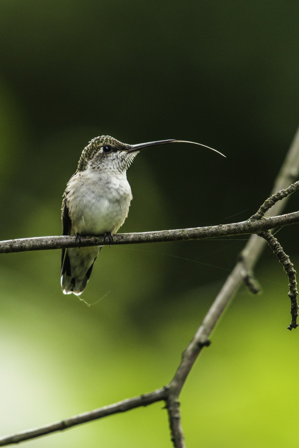 a hummingbird perches on a thin branch