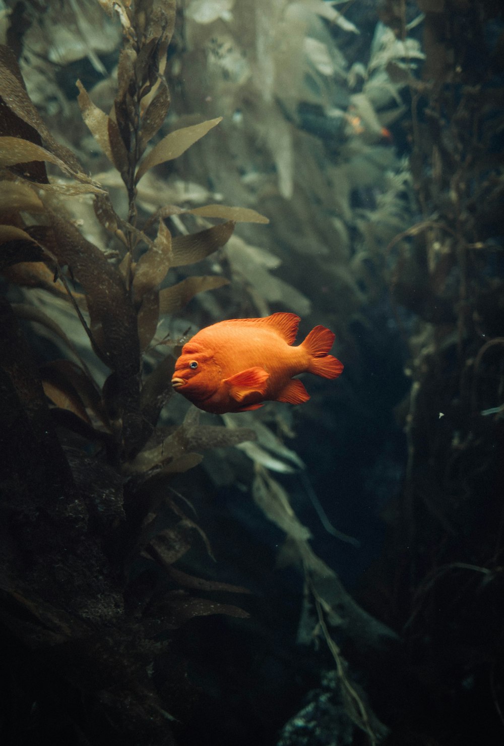a red fish swimming in an aquarium filled with plants