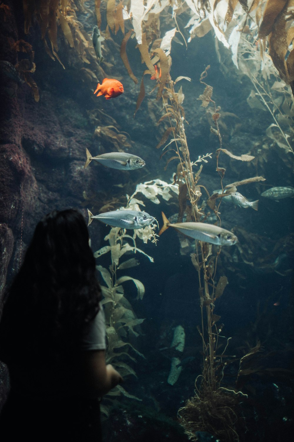 a woman looking at fish in an aquarium