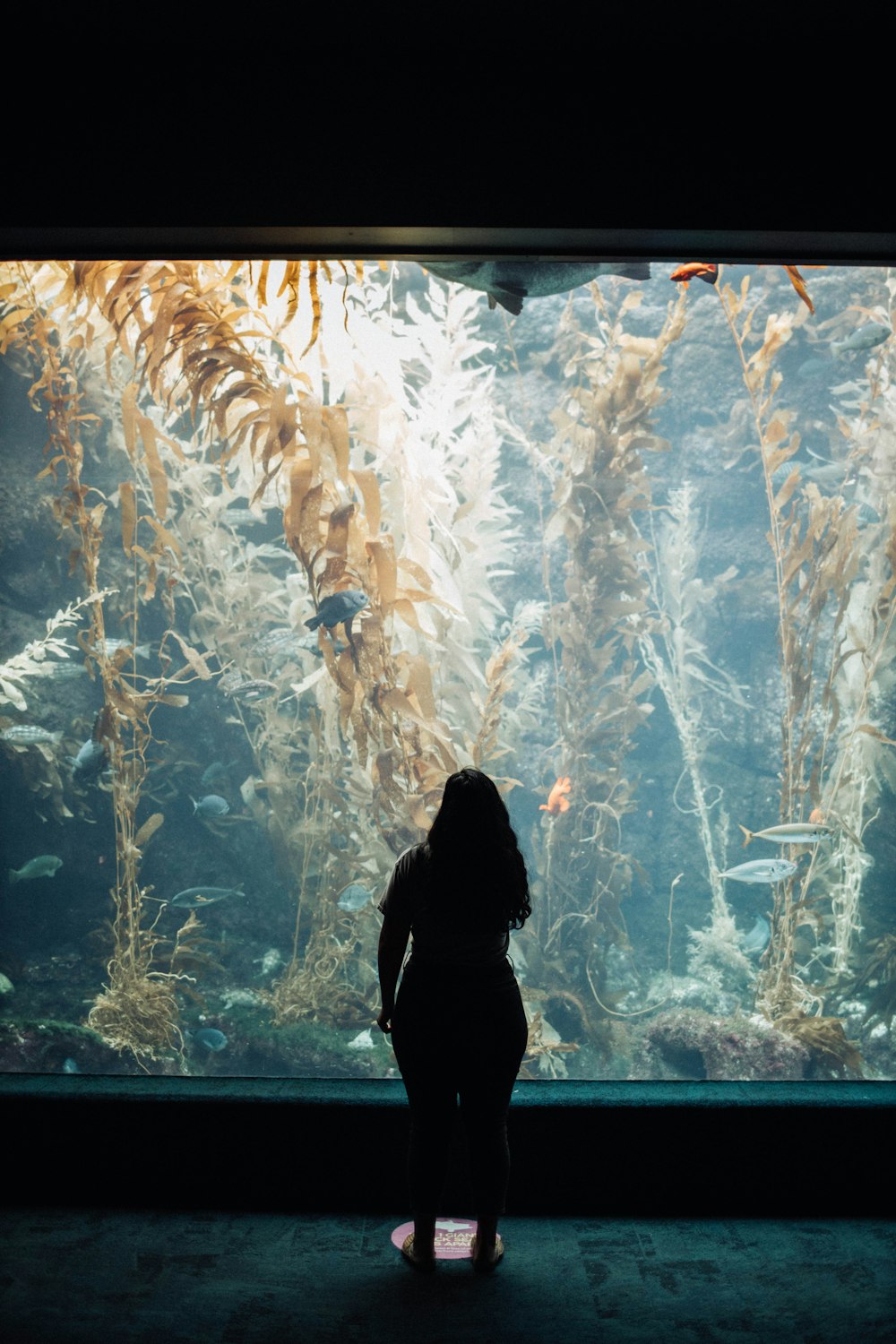 una persona in piedi di fronte a un grande acquario