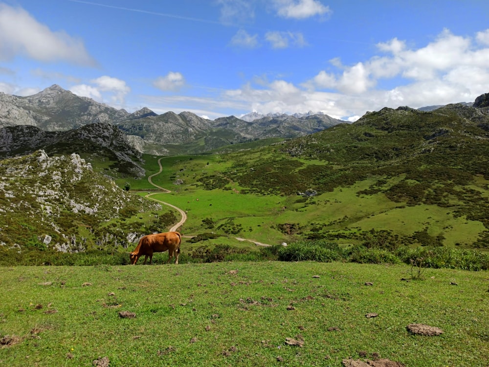 a brown horse standing on top of a lush green hillside