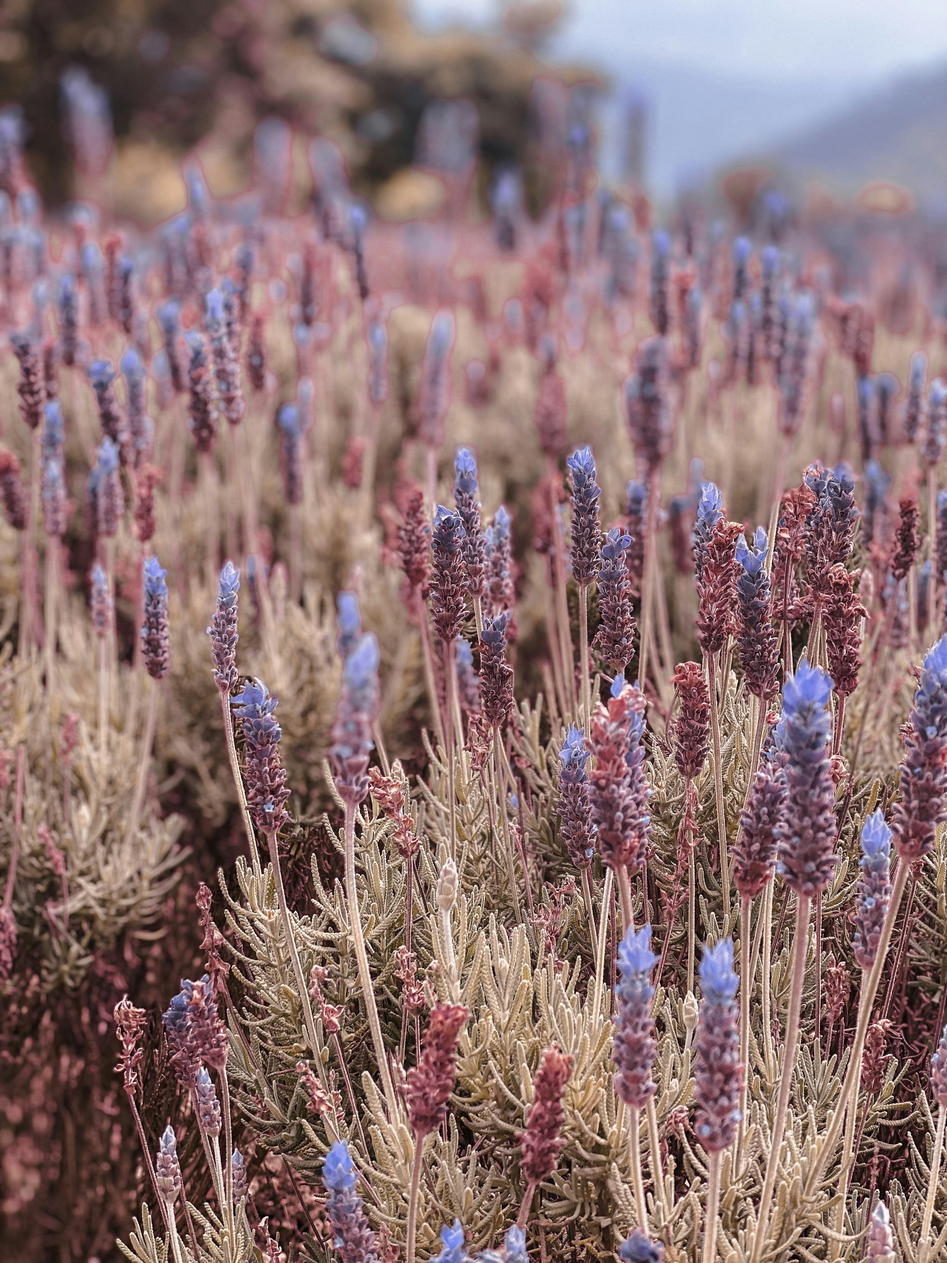 Un campo lleno de flores púrpuras con montañas al fondo