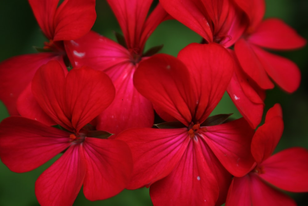 a bunch of red flowers that are blooming