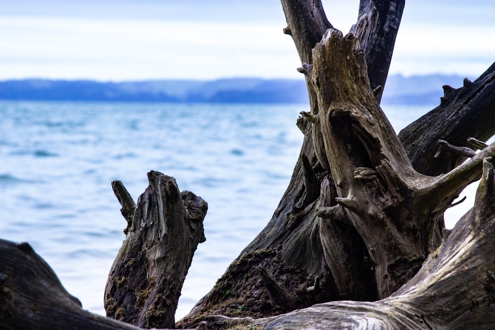 a close up of a tree stump by the water