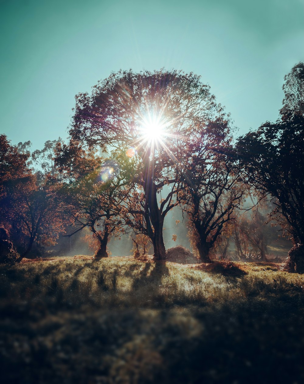 the sun shines through the trees in a field