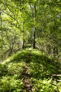 a path in the middle of a forest with lots of trees