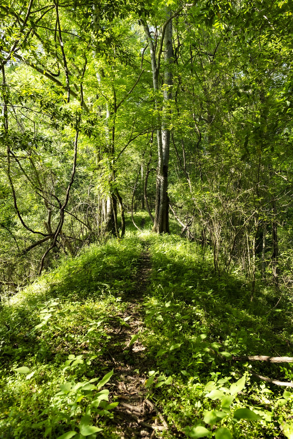 a path in the middle of a forest with lots of trees