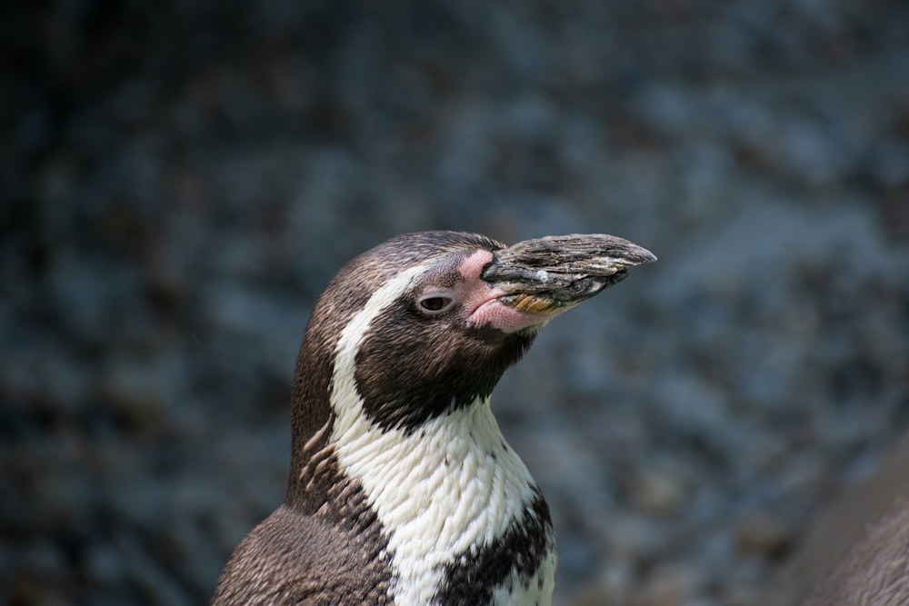 a close up of a penguin with its mouth open