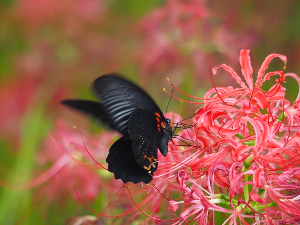 a black and red butterfly on a pink flower