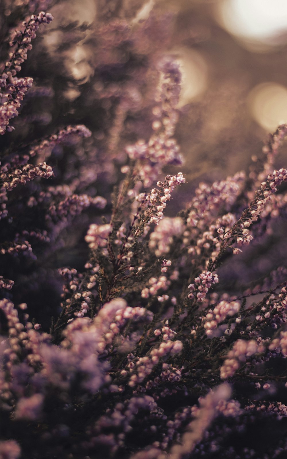 a close up of a bunch of purple flowers