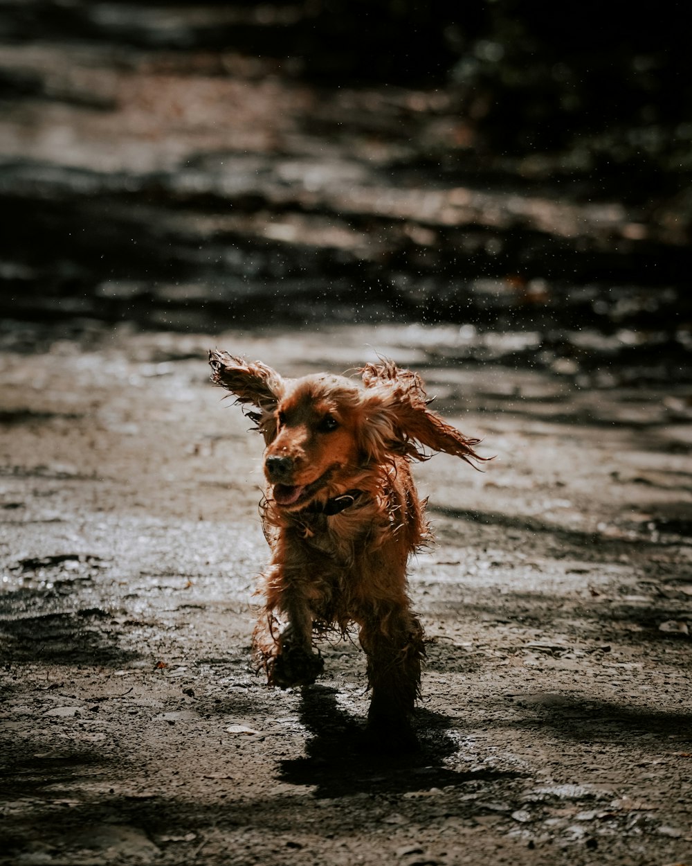 a brown dog running across a dirt field