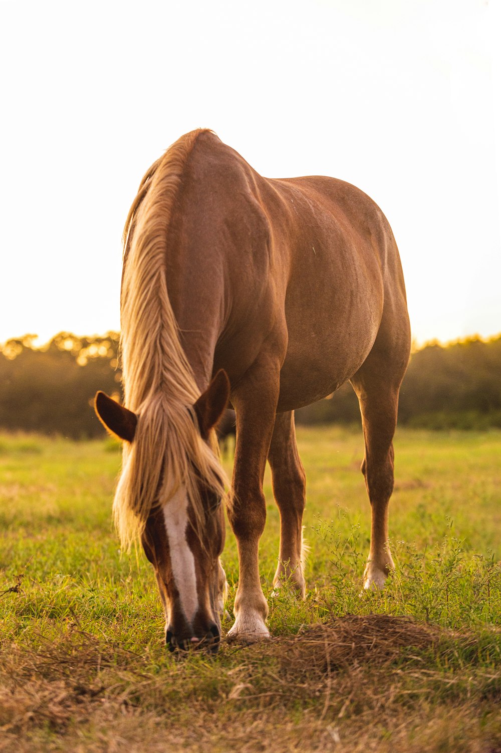Ein braunes Pferd frisst Gras auf einem Feld