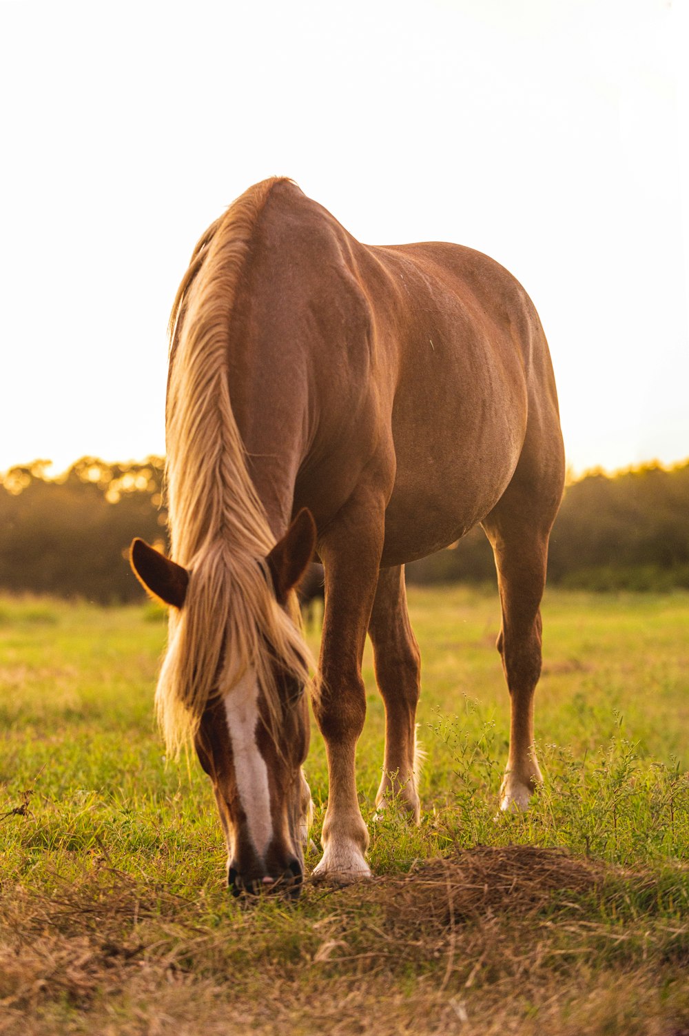 a brown horse eating grass in a field