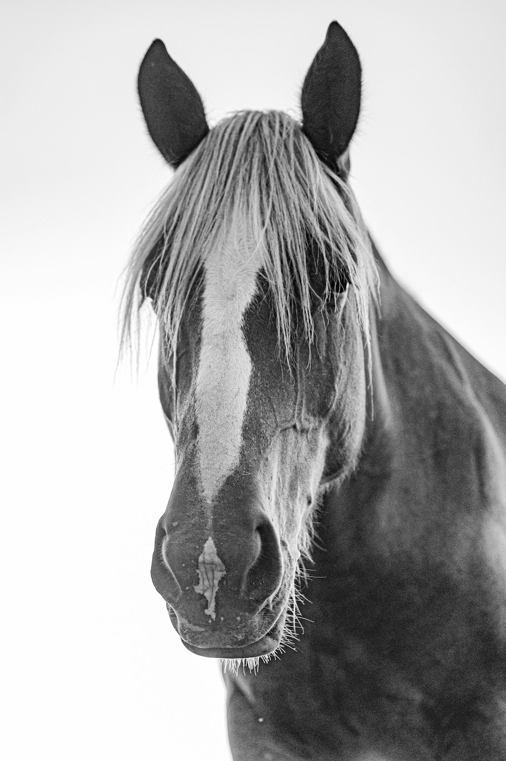 uma foto em preto e branco de um cavalo