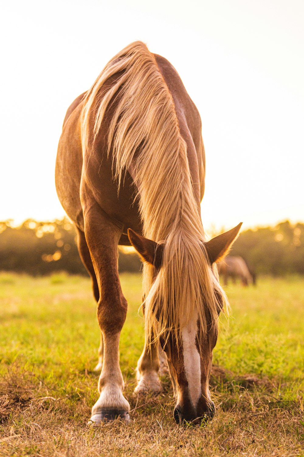 um cavalo marrom comendo grama em um campo