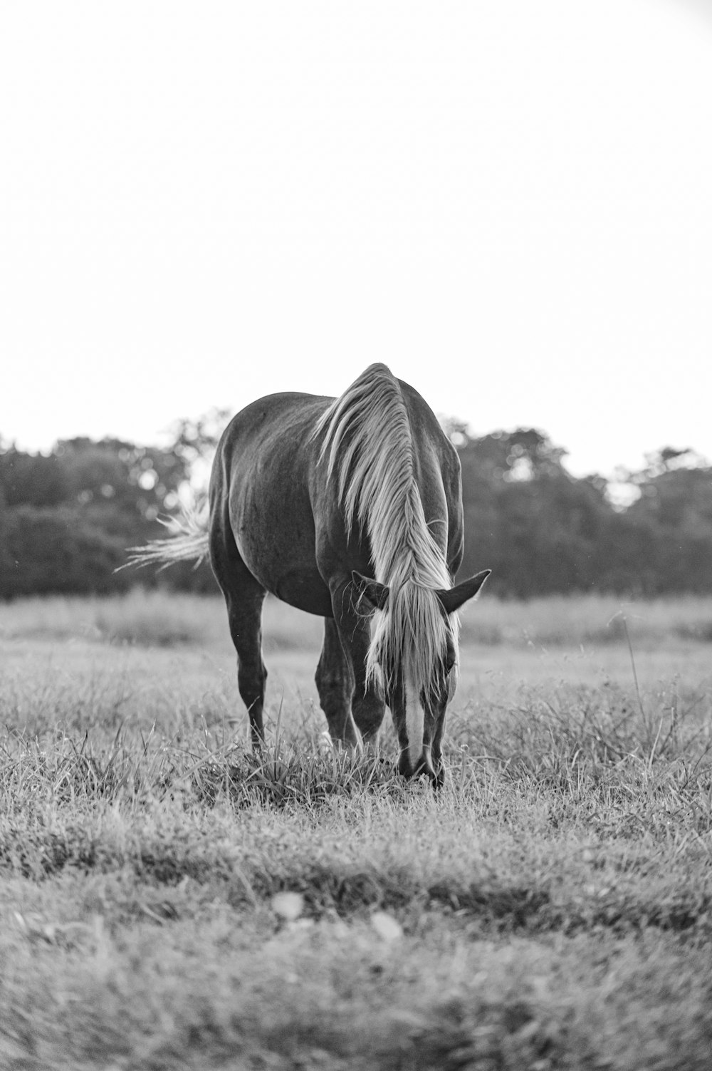 uma foto em preto e branco de um cavalo pastando em um campo