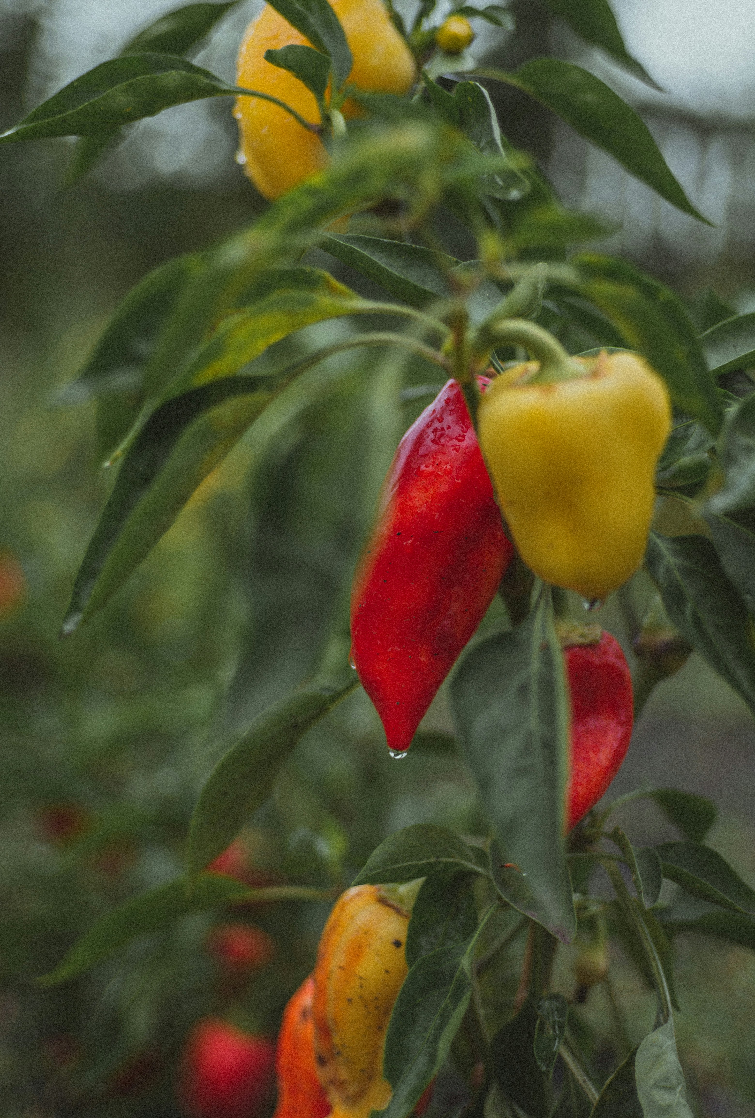 Yellow and red peppers growing on a tree photo Free Summer Image on