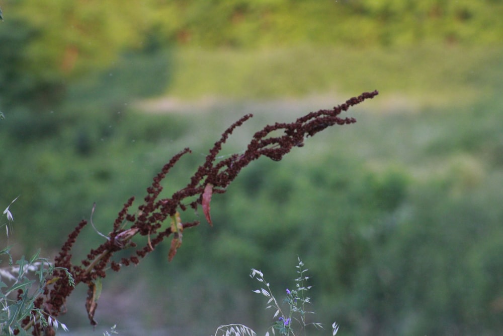 a close up of a plant with a blurry background