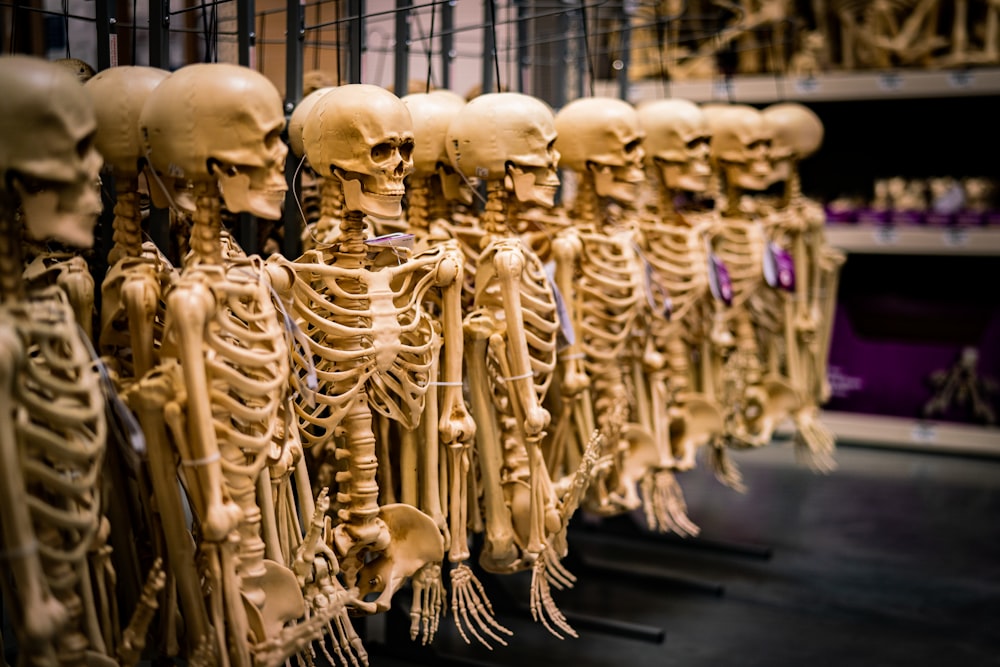 Ein Haufen menschlicher Skelette, die an einer Wand hängen