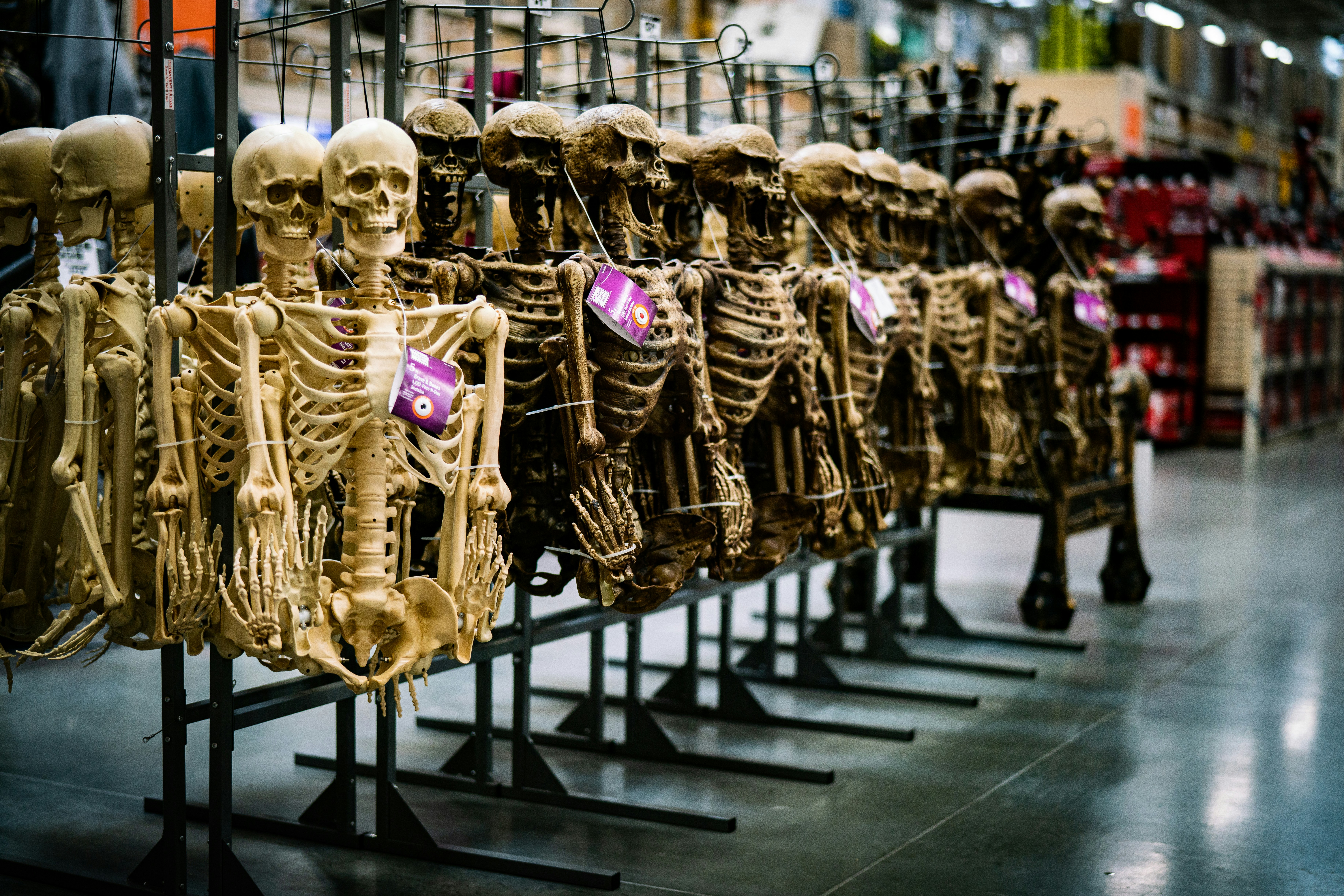 a row of human skeletons on display in a store