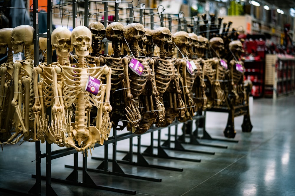uma fileira de esqueletos humanos em exposição em uma loja