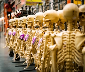 a store filled with lots of fake human skeletons