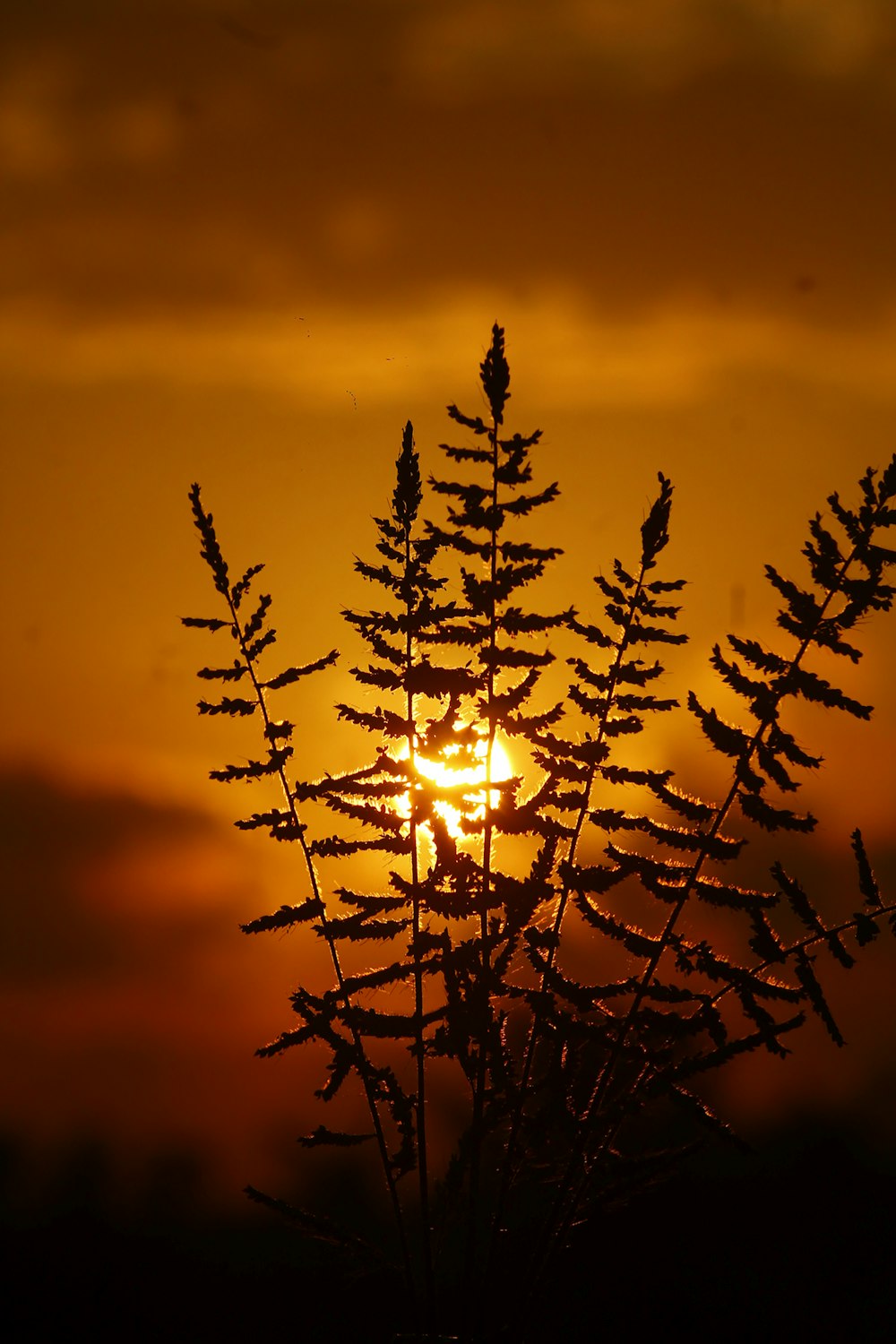 the sun is setting behind a tree branch