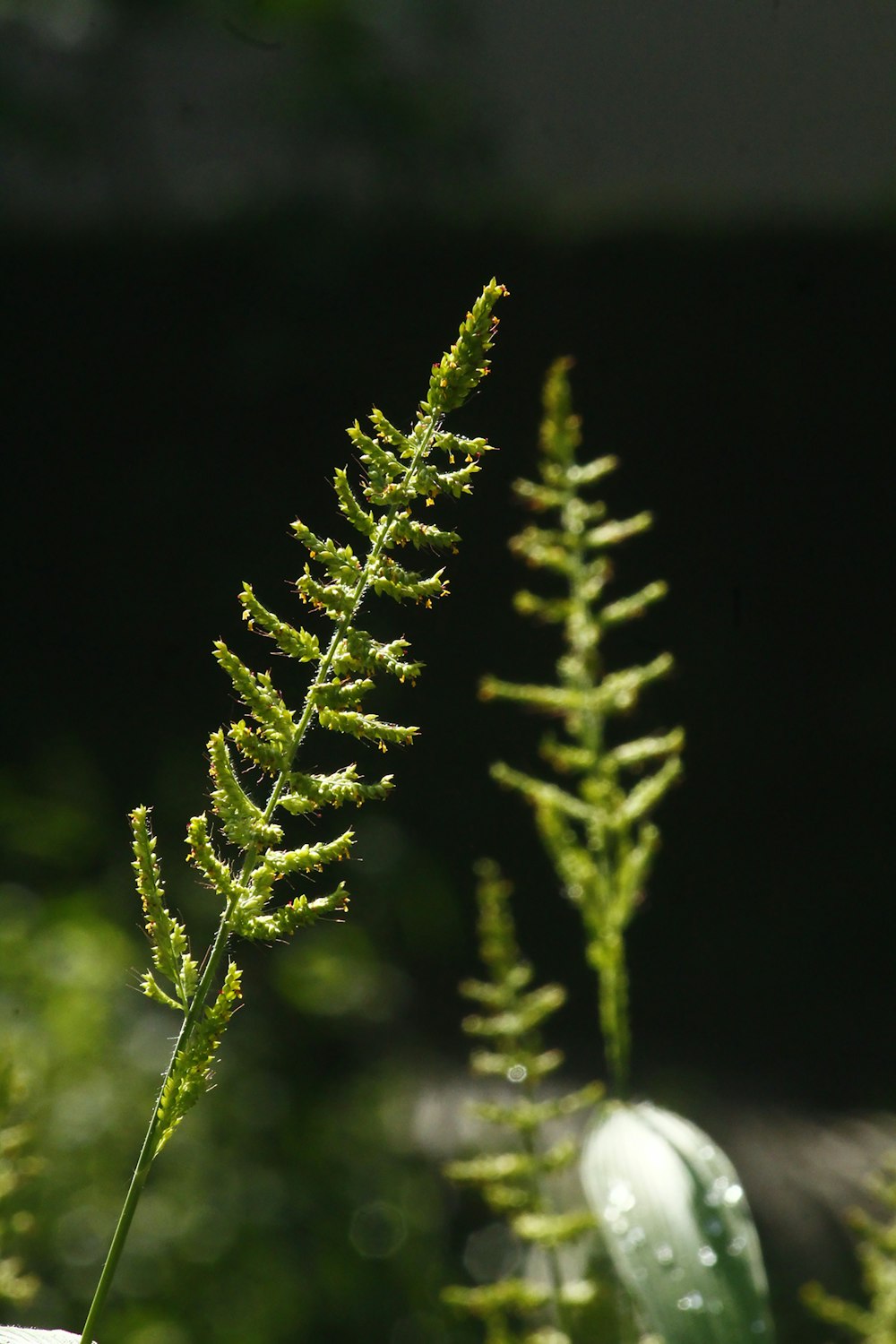 a close up of a plant with drops of water on it