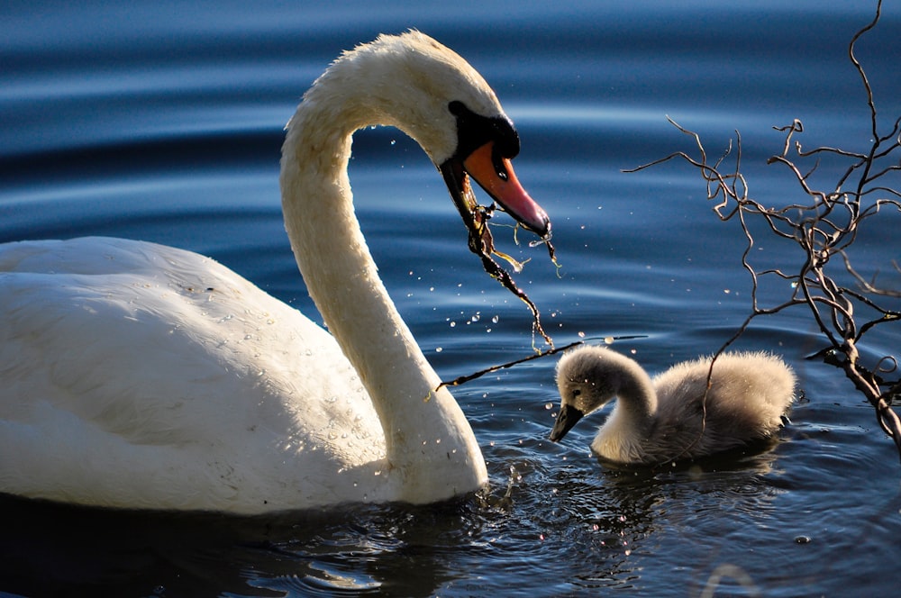 a mother swan feeding her baby in the water