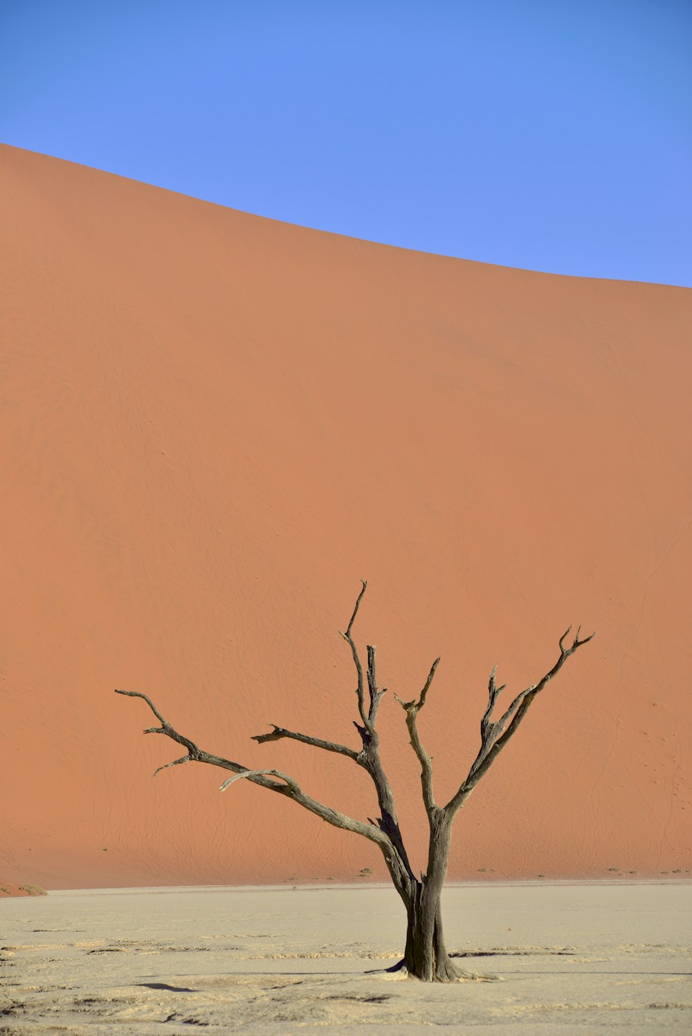 a lone tree in the middle of a desert