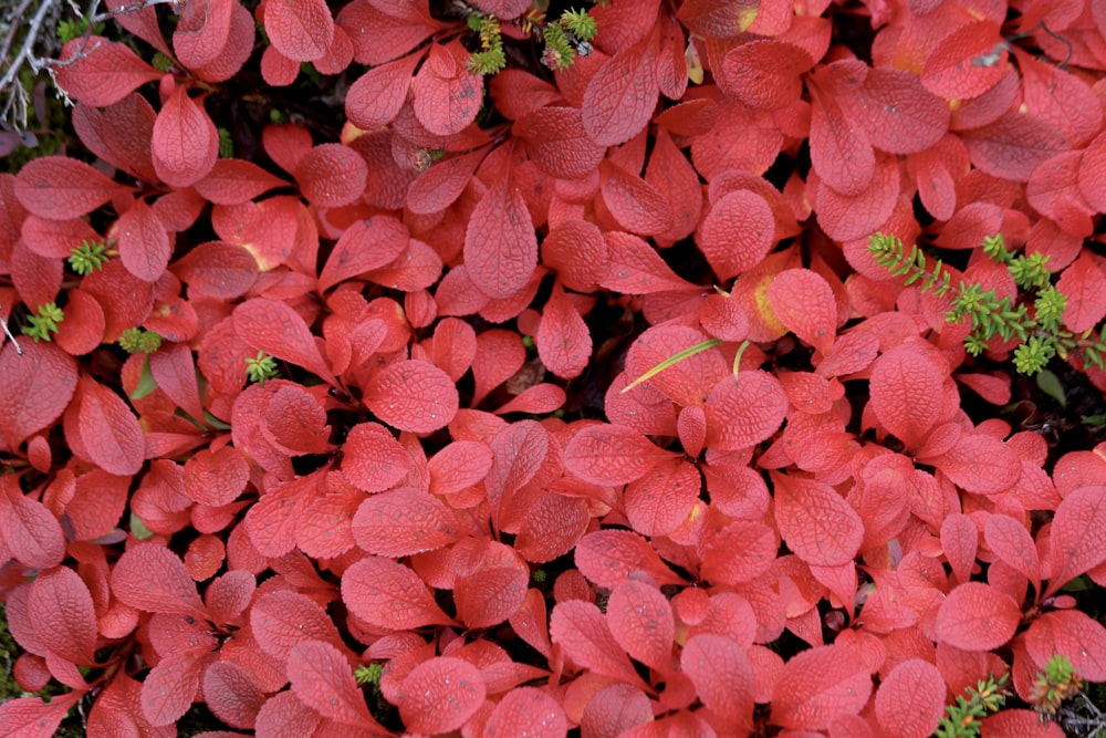 a close up of a bunch of red flowers