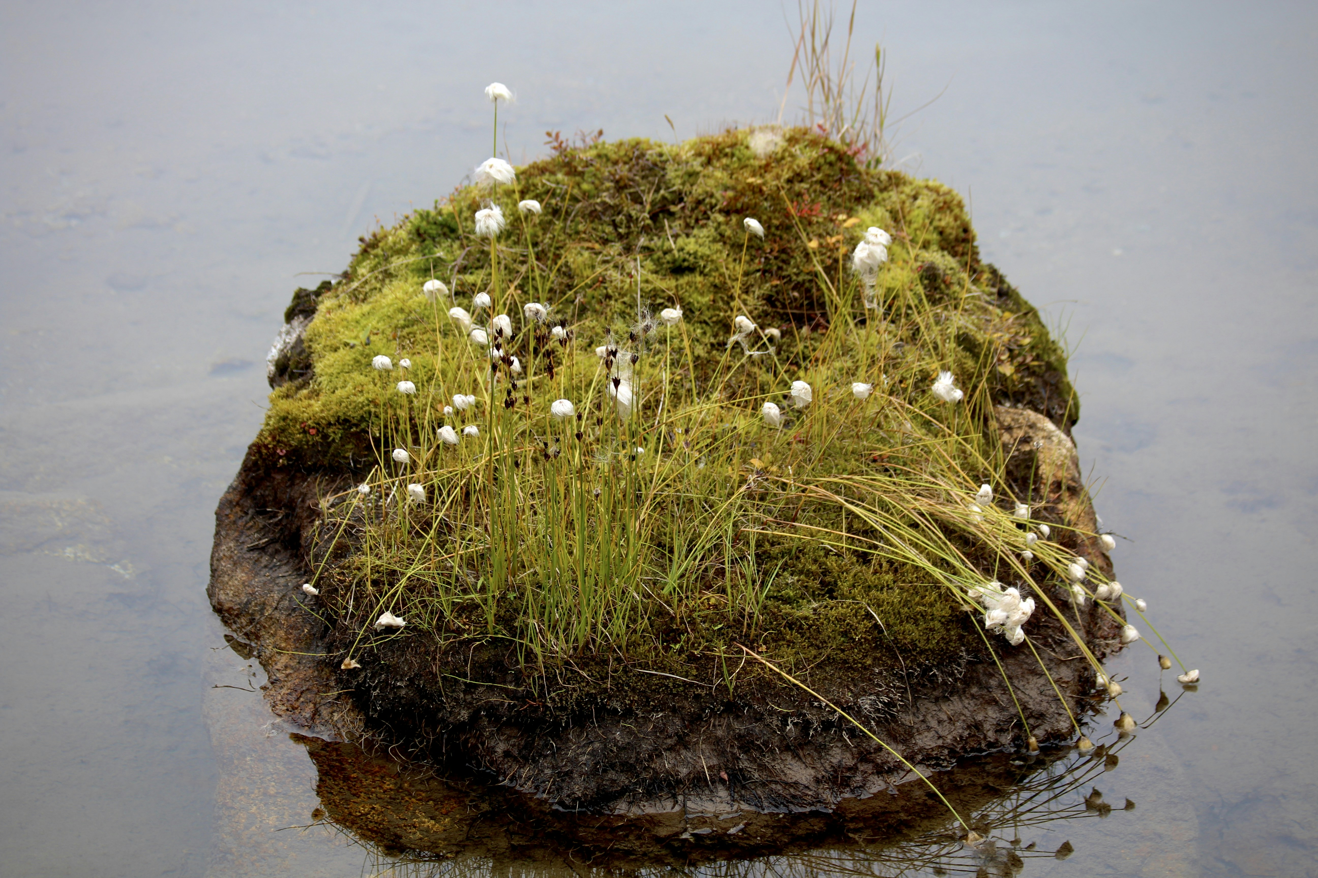 a moss covered rock in a body of water