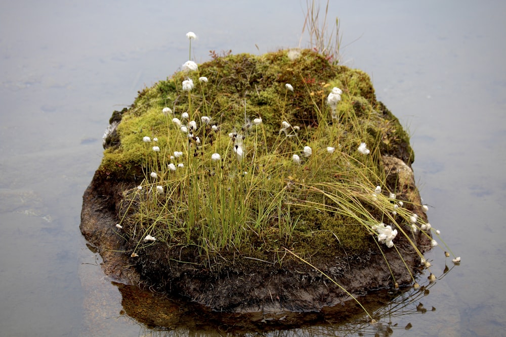 a moss covered rock in a body of water