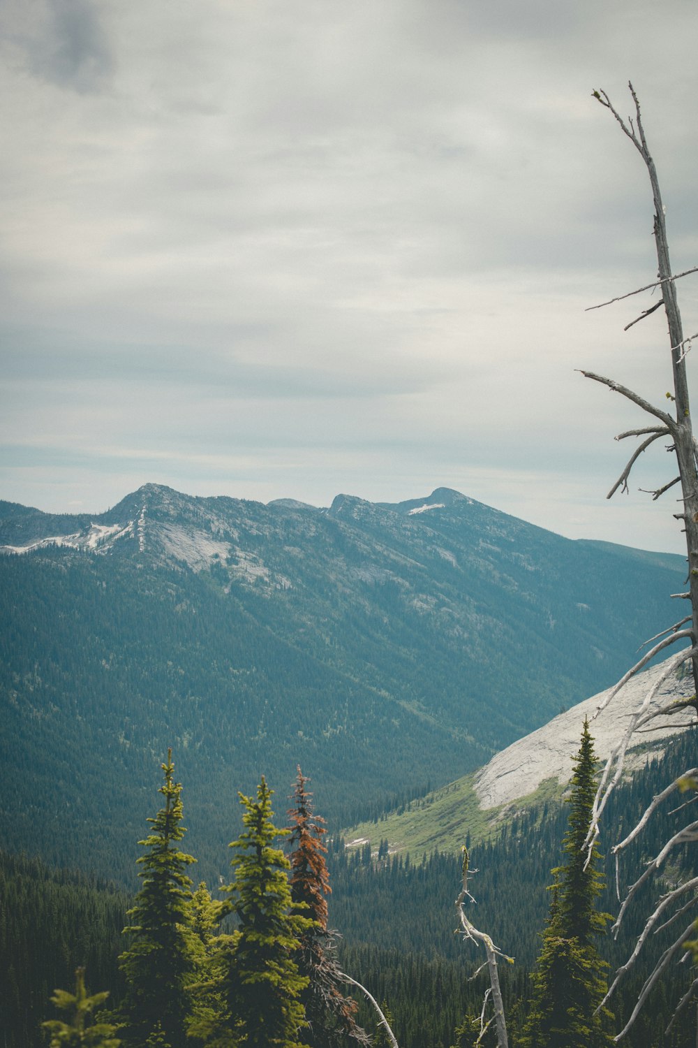 a view of a mountain range with trees in the foreground