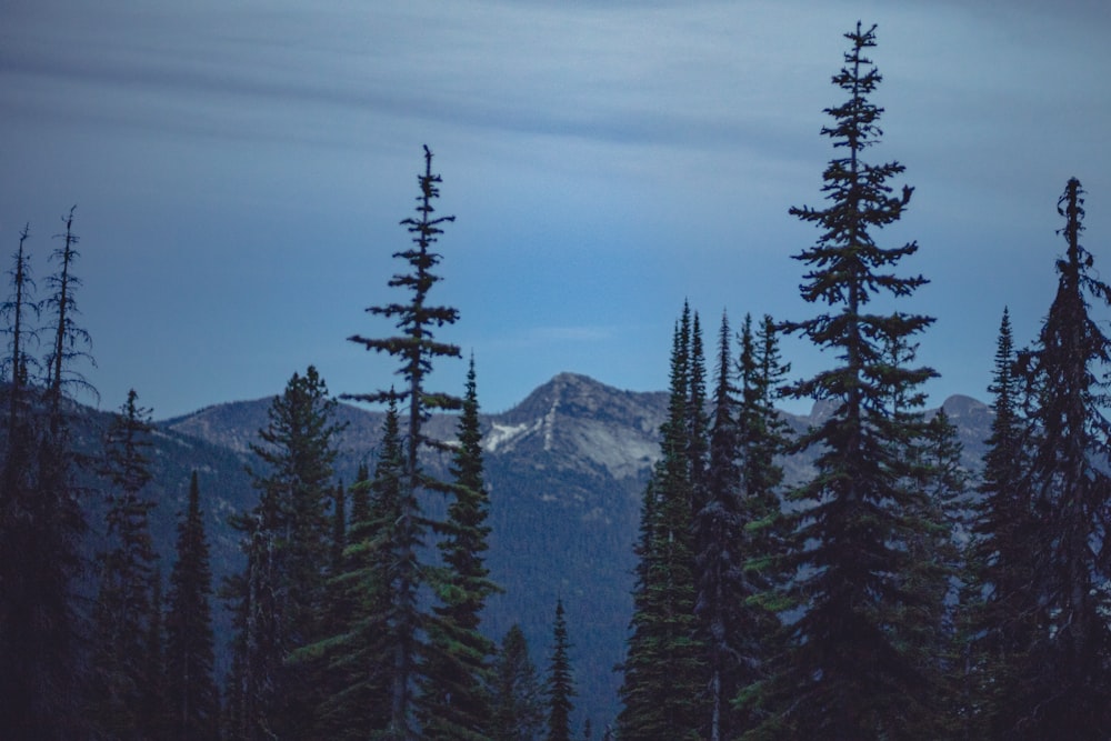 a group of trees with a mountain in the background