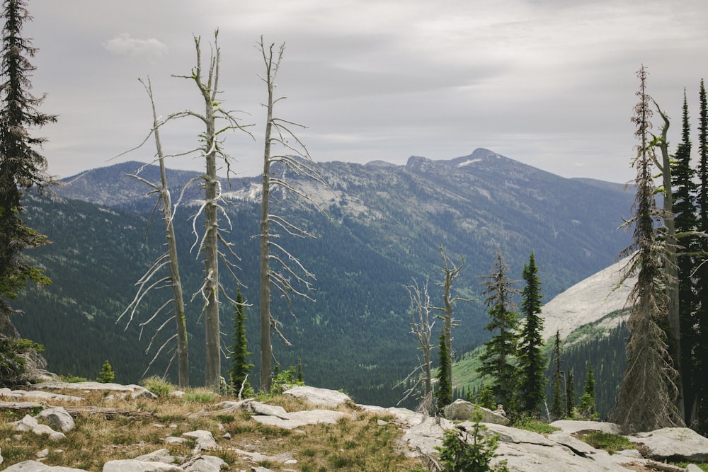 a view of a mountain range with trees in the foreground