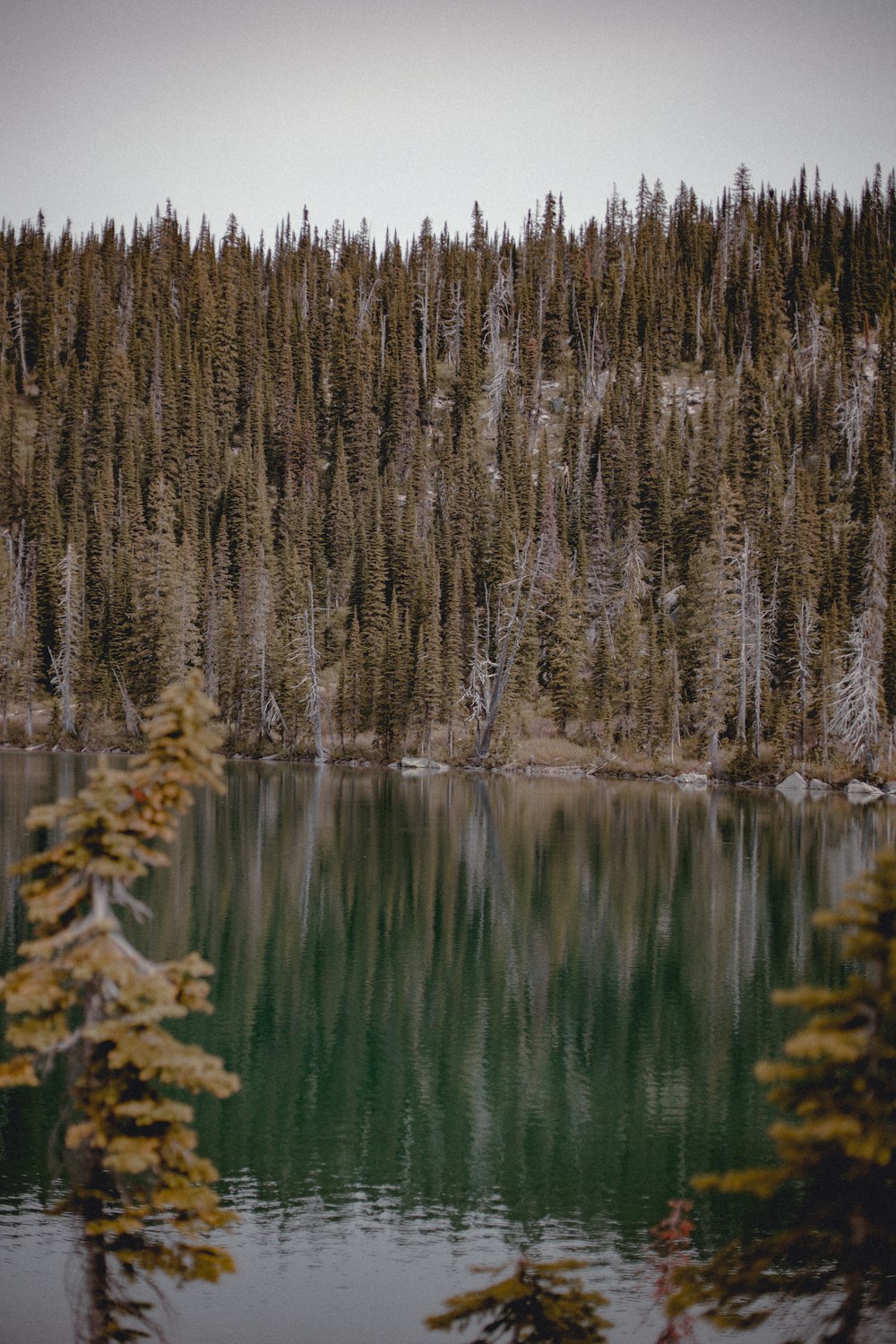 a large body of water surrounded by trees