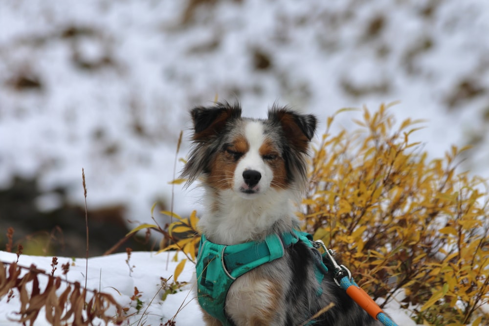 a dog with a harness and a carrot in the snow