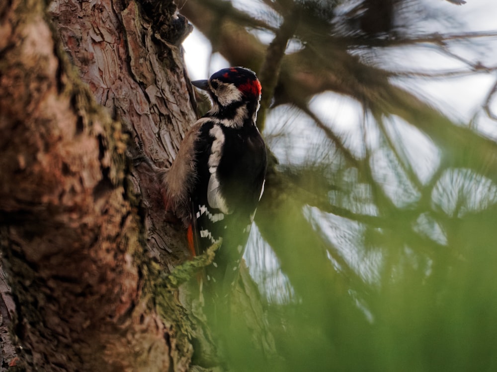 a woodpecker is perched on a tree branch