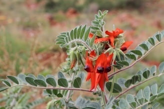 a plant with red flowers and green leaves