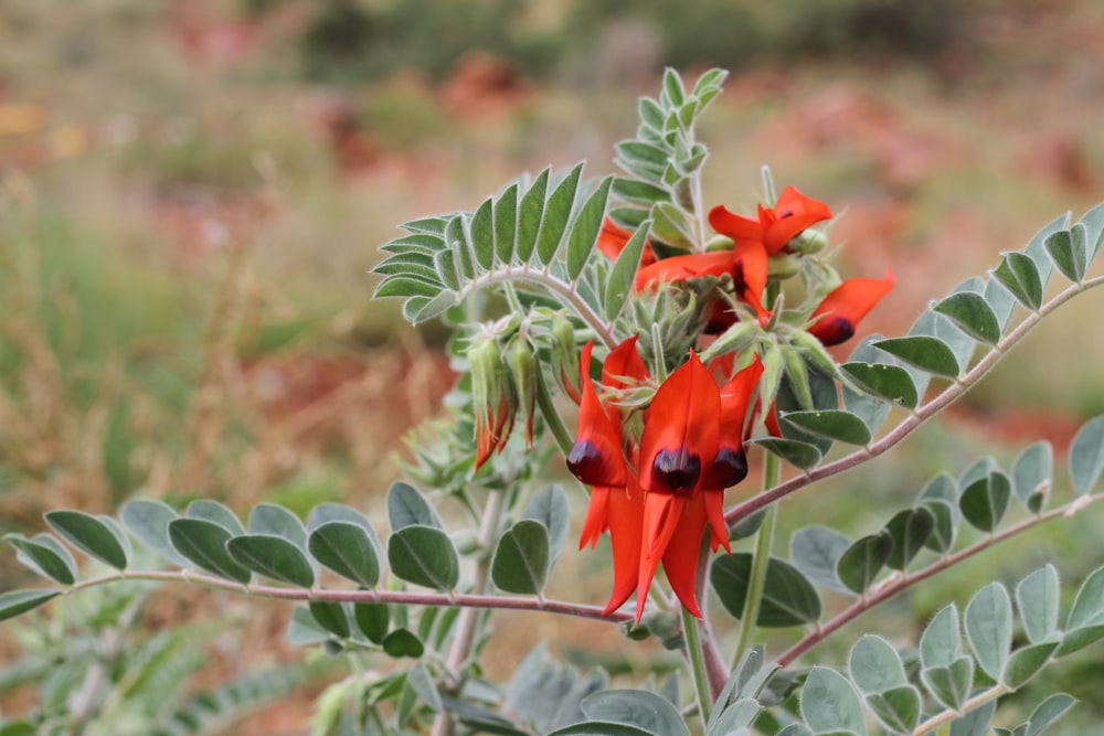 a plant with red flowers and green leaves